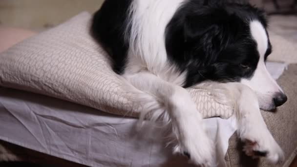 Engraçado bonito cachorrinho fronteira cão collie deitado no travesseiro cobertor na cama. Não me incomodes, deixa-me dormir. Cão de estimação deitado dormindo em casa dentro de casa. Animais de estimação engraçados conceito de vida. — Vídeo de Stock