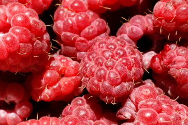 Ahududu bitkisinin endüstriyel yetiştirilmesi. Olgun kırmızı meyveli ahududu makrosu. Ahududu arkaplanı. Çiftlikte böğürtlen yetiştirmek doğaldır. Çevresel sağlıklı organik gıda konsepti.