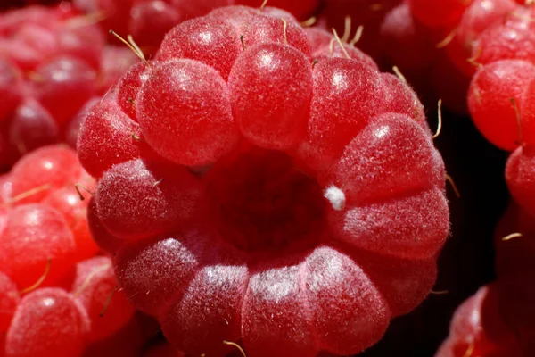 Ahududu bitkisinin endüstriyel yetiştirilmesi. Olgun kırmızı meyveli ahududu makrosu. Ahududu arkaplanı. Çiftlikte böğürtlen yetiştirmek doğaldır. Çevresel sağlıklı organik gıda konsepti.