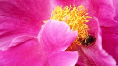 Sarı polenle kaplanmış bal arısı nektar içer, pembe şakayık çiçeğini döller. İlham verici doğal çiçek baharı ya da çiçek açan yaz bahçesi ya da park geçmişi. Böceklerin hayatı. Makro, kapat..