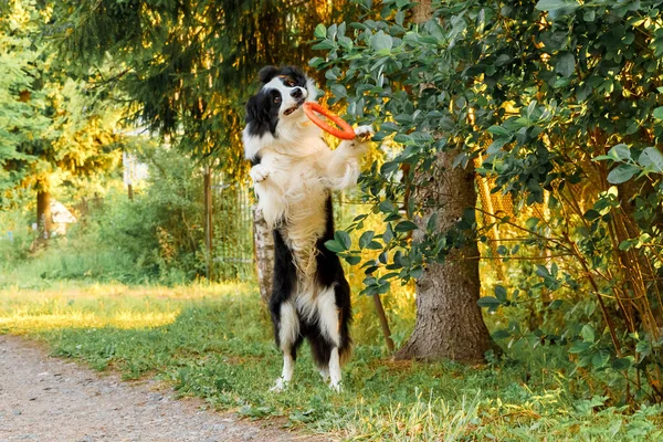 Retrato al aire libre de lindo perro divertido frontera collie captura de juguete en el aire. Perro jugando con el anillo de disco volador. Actividad deportiva con perro en el parque exterior. — Foto de Stock