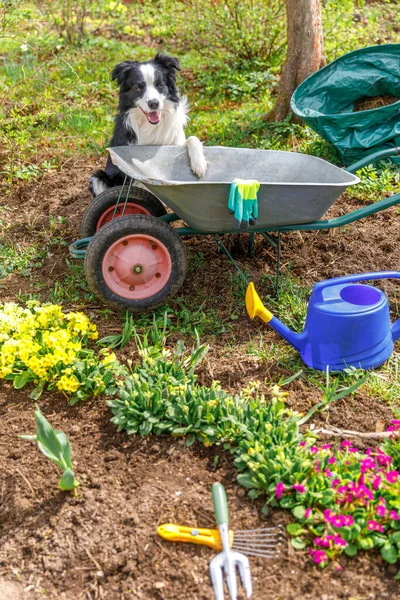 Retrato ao ar livre de bonito cão borda collie com carrinho de jardim carrinho de mão no fundo do jardim. Cão de cachorro engraçado como jardineiro pronto para plantar mudas. Conceito de jardinagem e agricultura. — Fotografia de Stock