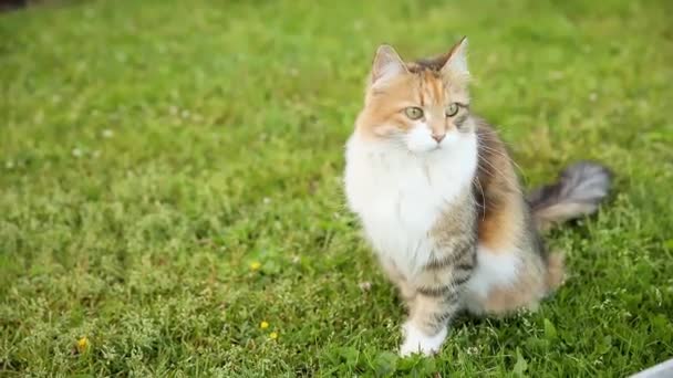 Arogantní krátkosrstá domácí legrační kočka se plíží svěží zelenou travnatou loukou na pozadí. Kotě se v létě prochází venku na zahradě. Péče o zvířata a zdraví zvířat koncept. — Stock video