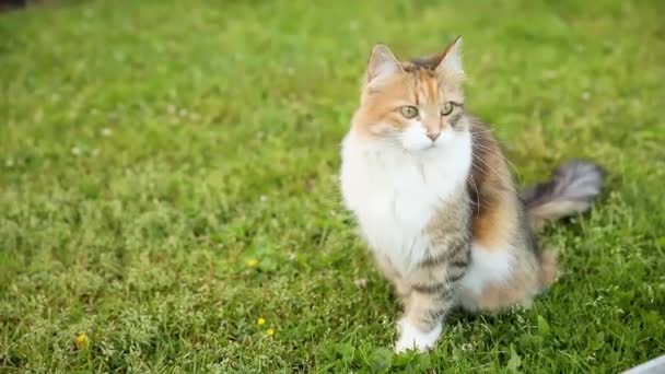 Arrogante doméstico de cabelos curtos engraçado tabby gato foge através de fundo fresco grama verde prado. Gatinho caminha ao ar livre no quintal do jardim no dia de verão. Cuidados com animais de estimação conceito de saúde e animais. — Vídeo de Stock