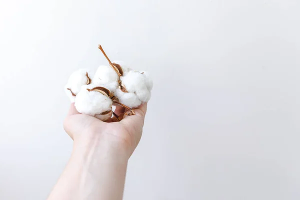 Woman hand holding dried white cotton flower isolated on white background. Fabric cloth softness natural organic farm allergy concept.