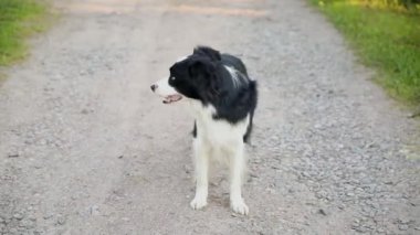 Parkın arka planında gülümseyen köpek yavrusu çoban köpeğinin açık hava portresi. Açık havada güneşli bir yaz gününde komik suratlı küçük bir köpek. Hayvan bakımı ve komik hayvan yaşam konsepti.