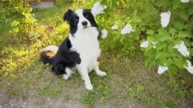 Parktaki arka planda oturan sevimli, gülümseyen köpek yavrusu sınır köpeğinin açık hava portresi. Açık havada güneşli bir yaz gününde komik suratlı küçük bir köpek. Hayvan bakımı ve komik hayvan yaşam konsepti.