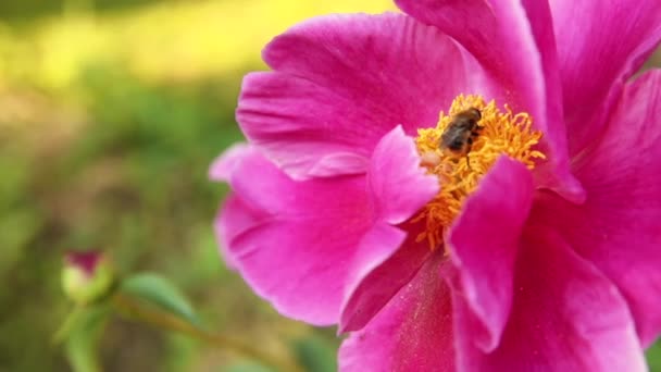 Abeja miel cubierta con néctar de bebida de polen amarillo, flor de peonía rosa polinizante. Inspiración natural floral primavera o verano floreciente jardín o fondo del parque. La vida de los insectos. Macro de cerca. — Vídeo de stock