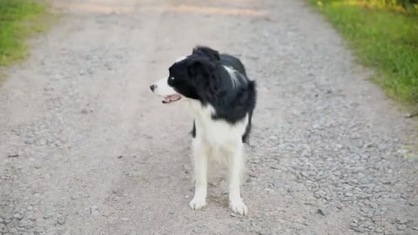 Parkın arka planında gülümseyen köpek yavrusu çoban köpeğinin açık hava portresi. Açık havada güneşli bir yaz gününde komik suratlı küçük bir köpek. Hayvan bakımı ve komik hayvan yaşam konsepti. — Stok video