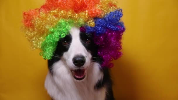 Симпатичный щенок с смешным лицом границы колли носить красочные кудрявый парик клоуна изолированы на желтом фоне. Смешной портрет собаки в костюме клоуна на карнавале или Хэллоуинской вечеринке. Домашняя собака в цирке. — стоковое видео
