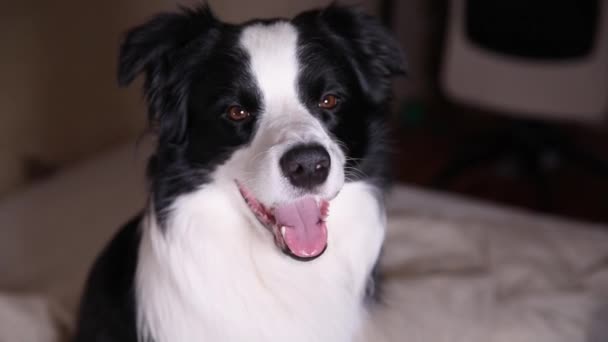 Roligt porträtt av hundvalp gränsen collie sitter på soffan inomhus. Söt sällskapsdjur hund vilar leker hemma, ser glad och exiterad. Begreppet djurliv. — Stockvideo