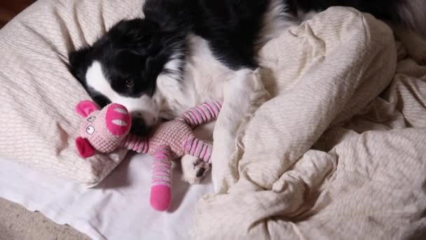 Lustige süße Hundewelpen Border Collie liegt auf Kissen unter Decke umarmen Lieblingsspielzeug im Bett. Stört mich nicht, lasst mich schlafen. Mittagsschlaf mit Hund zu Hause. Lustige Haustiere Tiere Lebenskonzept. — Stockvideo