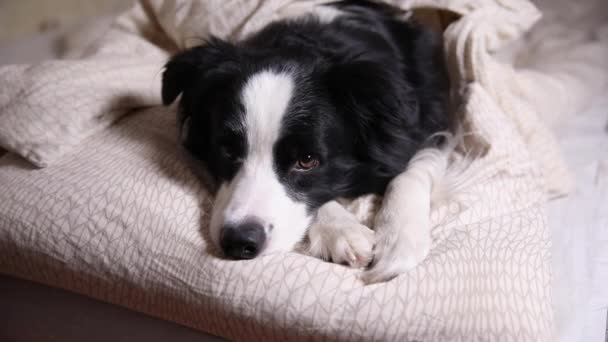 Engraçado bonito cachorrinho fronteira cão collie deitado no travesseiro cobertor na cama. Não me incomodes, deixa-me dormir. Cão de estimação deitado dormindo em casa dentro de casa. Animais de estimação engraçados conceito de vida. — Vídeo de Stock