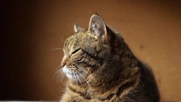 Divertente ritratto arrogante dai capelli corti gatto tabby domestico in posa su sfondo marrone scuro. Piccolo gattino che gioca a riposo a casa al coperto. Cura degli animali domestici e concetto di vita animale. — Video Stock