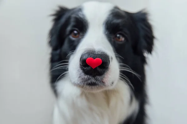 情人节的概念。有趣的肖像可爱的小狗边境牧羊犬抱着红色的心脏在鼻子上隔离的白色背景。情人节送礼给可爱的爱犬. — 图库照片
