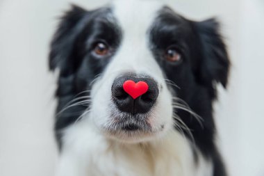 Sevgililer Günü konsepti. Beyaz arka planda kırmızı kalbi tutan sevimli köpek yavrusu sınır köpeği Collie 'nin komik portresi. Sevgililer gününde aşık köpek hediye verir..