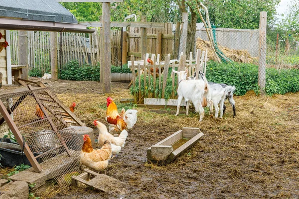 Cabra y pollo de campo libre en granja de animales orgánicos pastando libremente en el patio en el fondo del rancho. Gallinas gallinas cabras domésticas pastan en los pastos. Ganadería animal moderna, agricultura ecológica. Derechos de los animales. —  Fotos de Stock