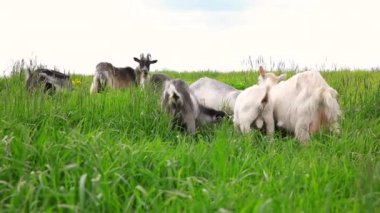 Çayır arka planda otlayan organik doğal eko hayvan çiftliğinde tatlı bir keçi çiftliği. Evcil keçi otlakta otluyor. Modern hayvan çiftliği, ekolojik tarım. Hayvan Hakları.