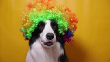 Sarı arka planda izole edilmiş renkli kıvırcık palyaço peruğu takan komik yüzlü bir köpek yavrusu. Karnaval ya da cadılar bayramı partisinde palyaço kostümüyle komik köpek portresi. Sirkteki evcil köpek..