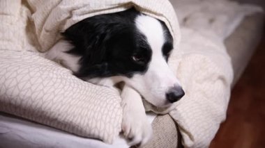 Yatakta battaniyenin altında yastığın üzerinde yatan komik köpek yavrusu. Beni rahatsız etme, uyumama izin ver. Evcil köpek evde uyukluyor. Komik hayvan hayvan yaşam konsepti.