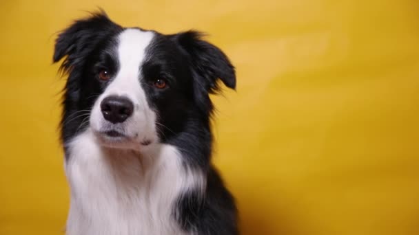 Lustiges Porträt des niedlichen Hundewelpen Border Collie isoliert auf gelbem, buntem Hintergrund. Nettes Haustier Hund. Lebenskonzept für Heimtiere. — Stockvideo