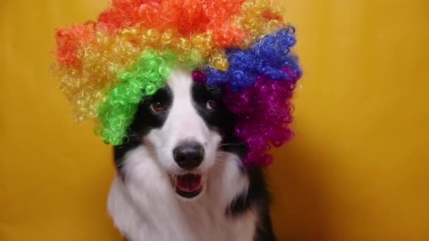 Lindo perro cachorro con cara divertida borde collie usando peluca de payaso rizado colorido aislado sobre fondo amarillo. Divertido retrato de perro en traje de payaso en carnaval o fiesta de halloween. Perro mascota en circo. — Vídeo de stock