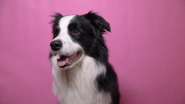 Funny portrait of cute puppy dog border collie isolated on pink colorful background. Cute pet dog. Pet animal life concept. — Stock Video