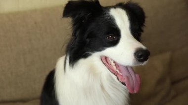 Köpek yavrusu Collie 'nin komik bir portresi. Sevimli köpek evde oyun oynuyor, mutlu ve heyecanlı görünüyor. Hayvan yaşam konsepti.