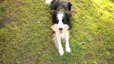 Açık havada gülümseyen köpek yavrusu sınır köpeğinin portresi çimen parkının arka planında yatıyor. Açık havada güneşli bir yaz gününde komik suratlı küçük bir köpek. Hayvan bakımı ve komik hayvan yaşam konsepti