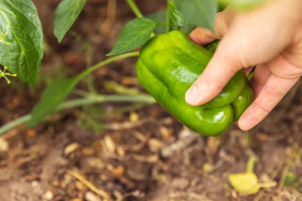 Conceito de jardinagem e agricultura. Mulher trabalhador agrícola mão colheita verde fresco maduro pimentão orgânico no jardim. Vegan vegetariano casa produção de alimentos cultivados. Mulher pegando páprica pimenta. — Fotografia de Stock