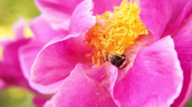 Sarı polenle kaplanmış bal arısı nektar içer, pembe şakayık çiçeğini döller. İlham verici doğal çiçek baharı ya da çiçek açan yaz bahçesi ya da park geçmişi. Böceklerin hayatı. Makro, kapat..