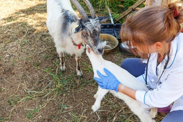 Mladá veterinární lékařka se stetoskopem drží a vyšetřuje kozí dítě na ranči pozadí. Mladý kozel v rukou veterináře na kontrolu v přírodní ekologické farmě. Moderní živočišná výroba, ekologické zemědělství. — Stock fotografie