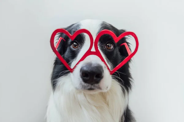 St. Valentines Day concept. Funny puppy dog border collie in red heart shaped glasses isolated on white background. Lovely dog in love celebrating valentines day. Love lovesick romance postcard. — Stock Photo, Image