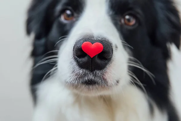 情人节的概念。滑稽的肖像可爱的小狗边境牧羊犬抱着红色的心脏在鼻子上隔离在白色的背景，清澈起来。情人节送礼给可爱的爱犬. — 图库照片