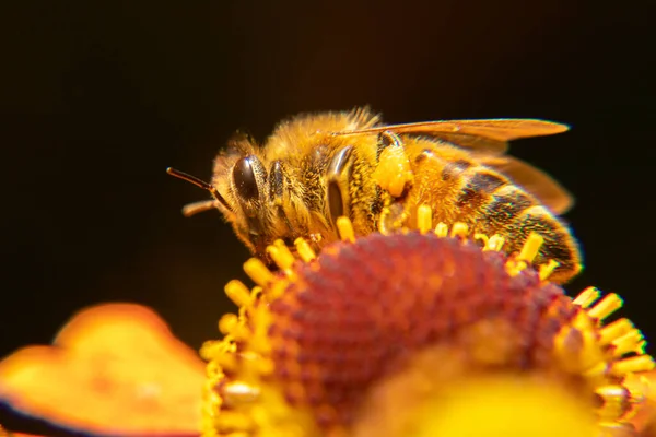 Abeja de miel cubierta con polen amarillo bebida néctar, flor polinizadora. Inspiración natural primavera floral o verano floreciente fondo del jardín. Vida de los insectos, macro extrema de cerca enfoque selectivo — Foto de Stock