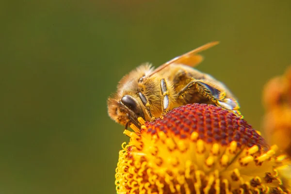 Abeille à miel couverte de pollen jaune boire du nectar, fleur pollinisante. Inspirant printemps floral naturel ou fond de jardin fleuri d'été. Vie des insectes, Extrême macro gros plan foyer sélectif — Photo