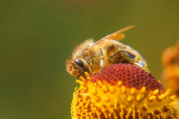 Pszczoła miodna pokryta żółtym pyłkiem pije nektar, zapylający kwiat. Inspirujące naturalne kwiaty wiosna lub lato kwitnące tło ogrodu. Życie owadów, Ekstremalne makro zbliżenie selektywne skupienie — Zdjęcie stockowe