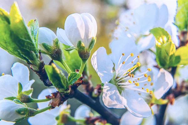 Gyönyörű fehér cseresznyevirág sakura virágok tavasszal. Természet háttér virágzó cseresznyefa. Inspiráló természetes virágzó kert vagy park. Virág művészet design. Szelektív fókusz. — Stock Fotó