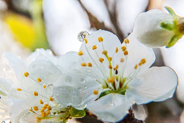 Hermosas flores de sakura de flor de cerezo blanco macro de cerca en primavera. Fondo natural cerezo floreciente. Jardín o parque floreciente floral inspirador. Diseño de arte floral. Enfoque selectivo. — Foto de Stock