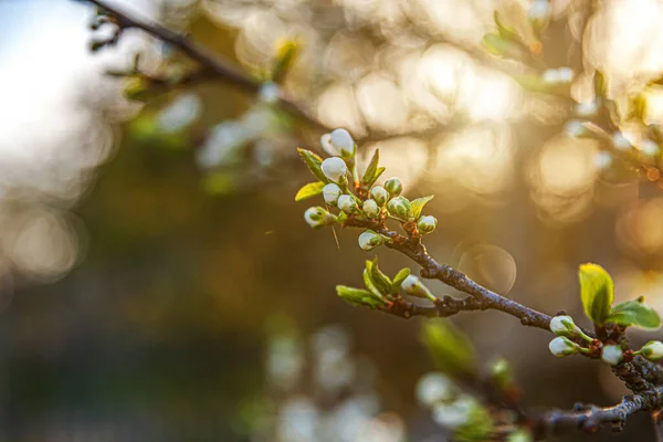 Bela flor de cereja branca flores sakura na primavera. Natureza fundo com árvore de cereja florido. Inspiração natural floral florescendo jardim ou parque. Design de arte floral. Foco seletivo. — Fotografia de Stock