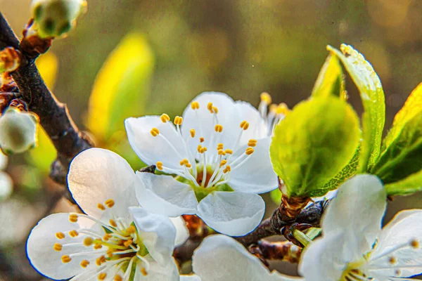 Hermosas flores de sakura de flor de cerezo blanco macro de cerca en primavera. Fondo natural cerezo floreciente. Jardín o parque floreciente floral inspirador. Diseño de arte floral. Enfoque selectivo. — Foto de Stock