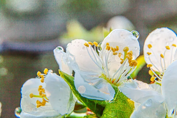 Hermosas flores de sakura de flor de cerezo blanco macro de cerca en primavera. Fondo natural cerezo floreciente. Jardín o parque floreciente floral inspirador. Diseño de arte floral. Enfoque selectivo. — Foto de Stock