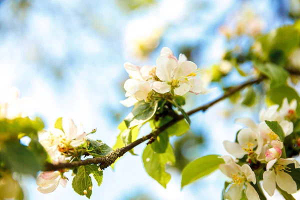 Belas flores de flor de maçã branca na primavera. Fundo com macieira florida. Inspiração natural floral primavera florescendo jardim ou parque. Design de arte floral. Foco seletivo. — Fotografia de Stock