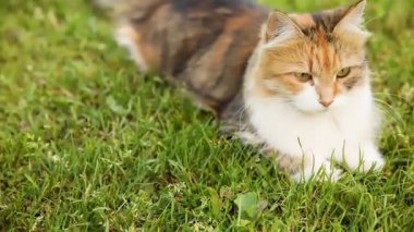 Kibirli kısa saçlı yerli komik tekir kedi taze yeşil çayır arka planından gizlice geçiyor. Kedi yavrusu yaz günü bahçenin arka bahçesinde yürür. Hayvan bakımı ve hayvan sağlığı kavramı.