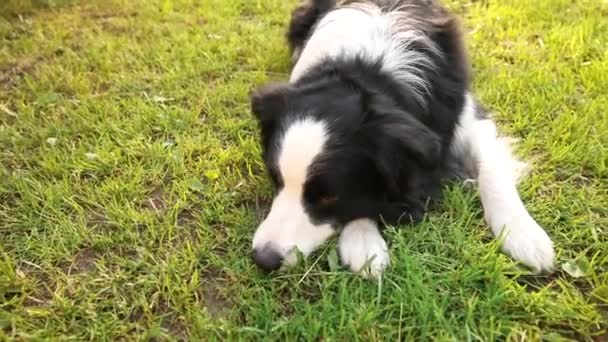 Açık havada gülümseyen köpek yavrusu sınır köpeğinin portresi çimen parkının arka planında yatıyor. Açık havada güneşli bir yaz gününde komik suratlı küçük bir köpek. Hayvan bakımı ve komik hayvan yaşam konsepti — Stok video