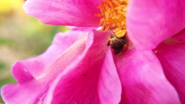 Abeja miel cubierta con néctar de bebida de polen amarillo, flor de peonía rosa polinizante. Inspiración natural floral primavera o verano floreciente jardín o fondo del parque. La vida de los insectos. Macro de cerca. — Vídeo de stock
