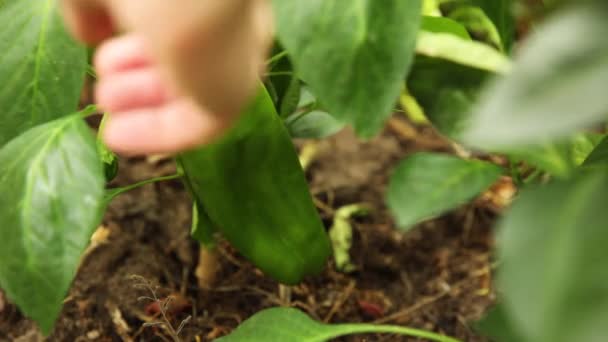 Садоводство и сельское хозяйство. Женщина-работница фермы вручную собирает зеленый свежий спелый органический перец в саду. Веганская вегетарианская домашняя еда. Женщина собирает перец паприка. — стоковое видео