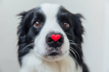 Sevgililer Günü konsepti. Beyaz arka planda kırmızı kalbi tutan sevimli köpek yavrusu sınır köpeği Collie 'nin komik portresi. Sevgililer gününde aşık köpek hediye verir..