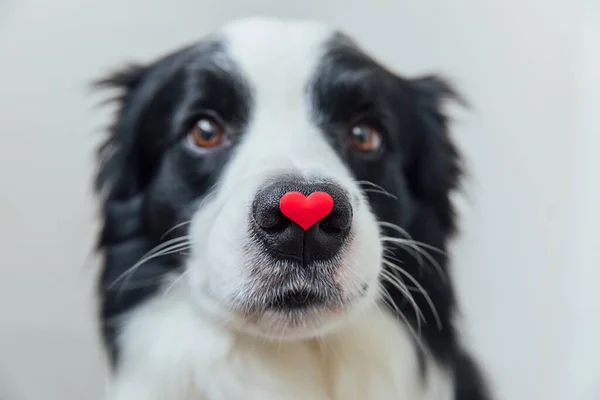 St. Valentines Day concept. Funny portrait cute puppy dog border collie holding red heart on nose isolated on white background. Lovely dog in love on valentines day gives gift. — Stock Photo, Image