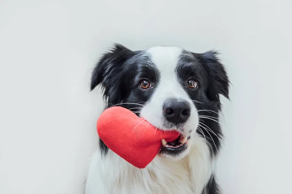 Conceito do Dia de São Valentim. Retrato engraçado bonito cachorro cão borda collie segurando coração vermelho na boca isolado no fundo branco, close up. Cão encantador no amor no dia dos namorados dá presente. — Fotografia de Stock